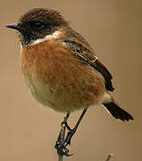 European Stonechat