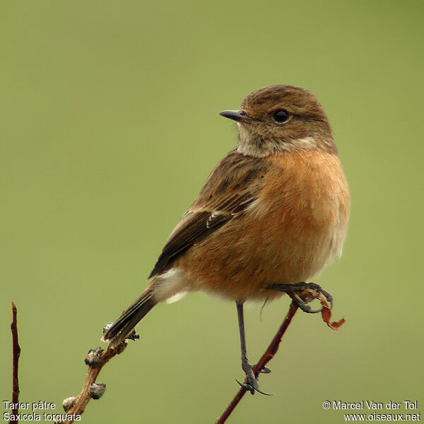 European Stonechat female adult post breeding