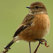 European Stonechat