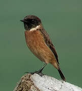 European Stonechat