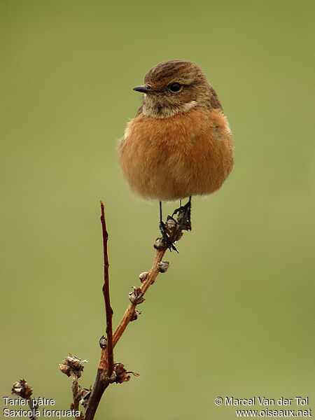 European Stonechat female adult post breeding