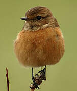 European Stonechat