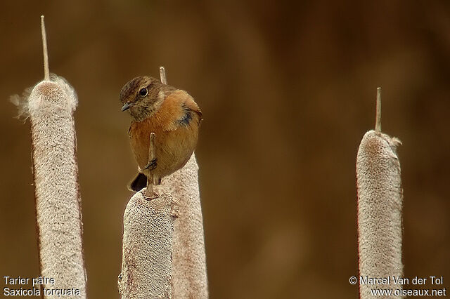 European Stonechat female adult post breeding