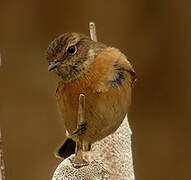 European Stonechat