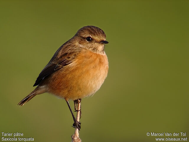 European Stonechat female adult post breeding