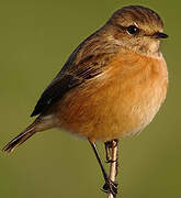 European Stonechat