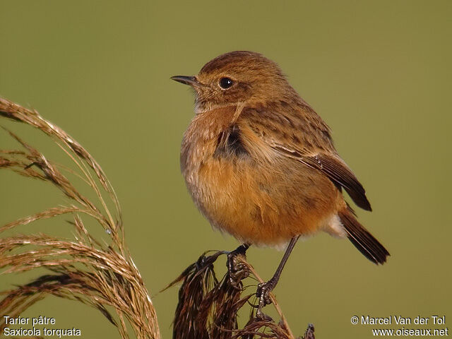 European Stonechat female adult post breeding