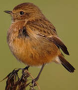 European Stonechat