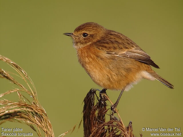 European Stonechat female adult post breeding