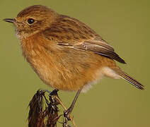 European Stonechat