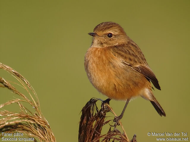 European Stonechat female adult post breeding