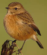 European Stonechat