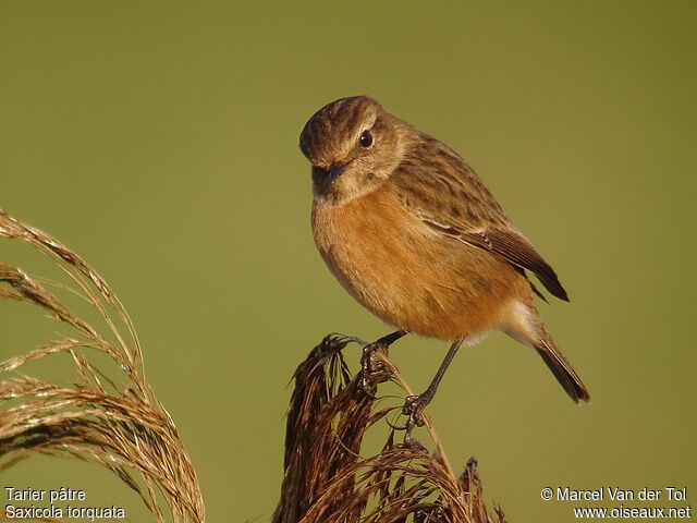 European Stonechat female adult post breeding