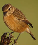 European Stonechat