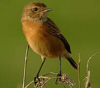 European Stonechat