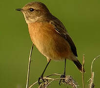 European Stonechat