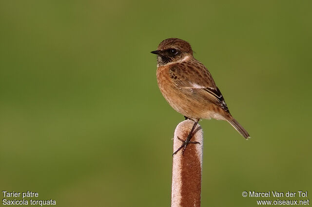 European Stonechat male adult