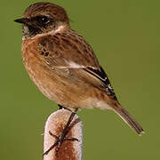 European Stonechat