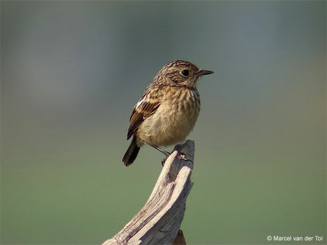 European Stonechat