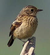 European Stonechat