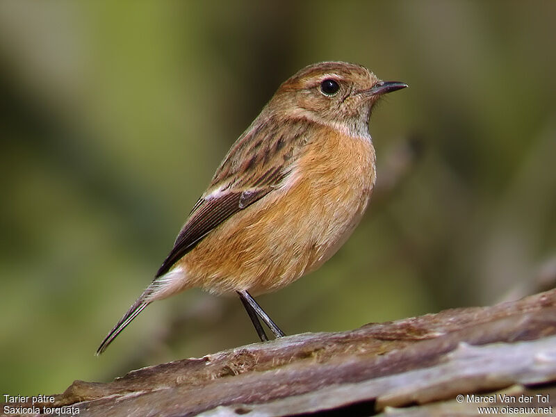 European Stonechat female