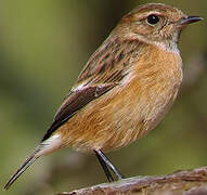 European Stonechat