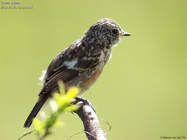 European Stonechat