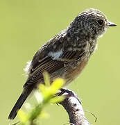 European Stonechat