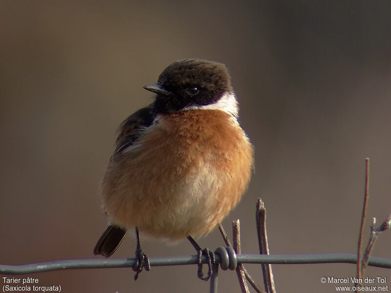 European Stonechat