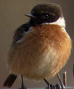 European Stonechat