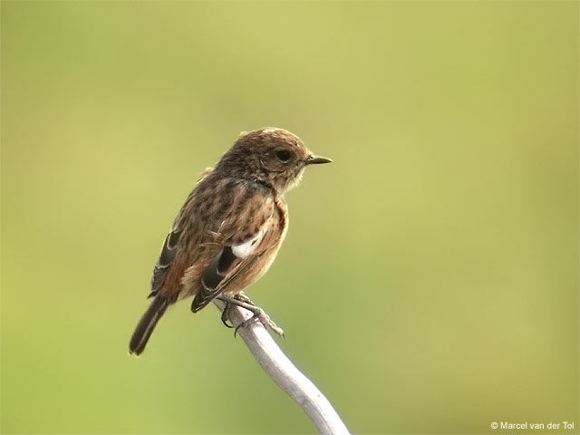 European Stonechat