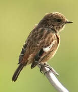 European Stonechat