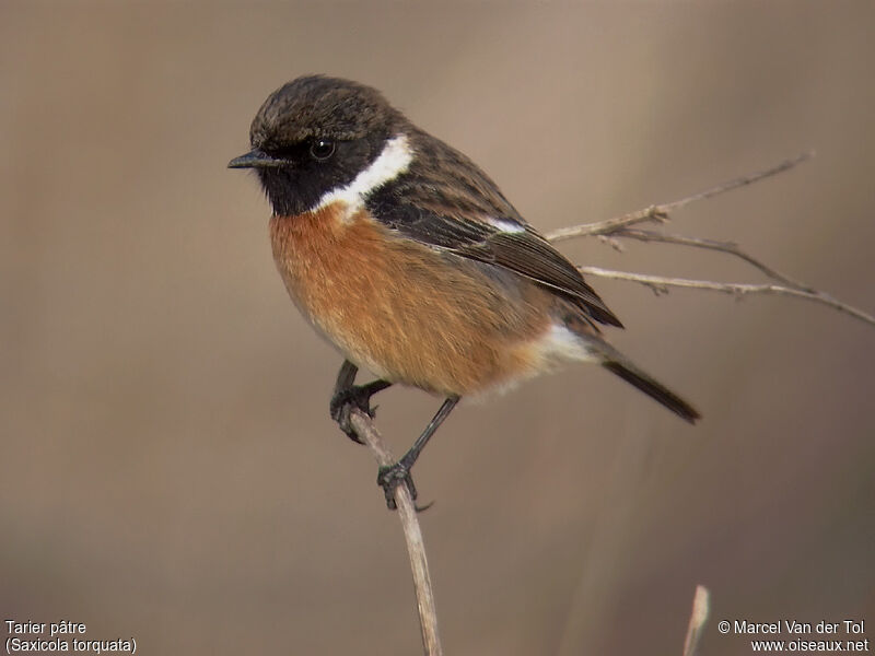 European Stonechat