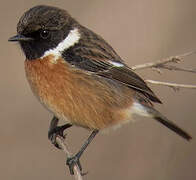 European Stonechat