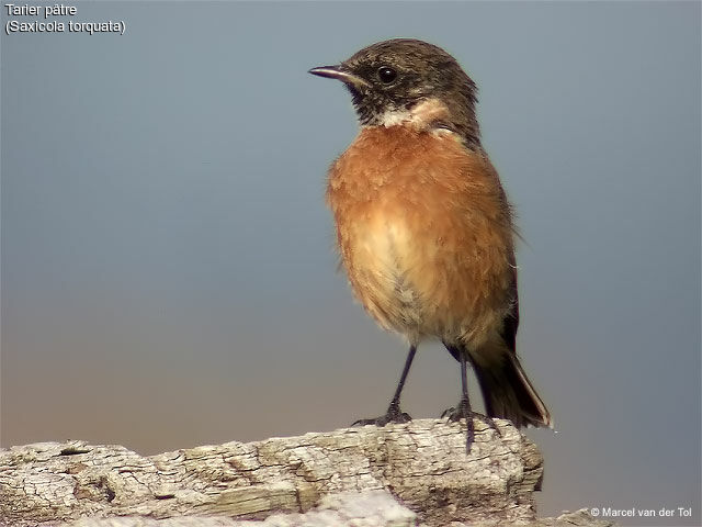 European Stonechat