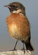 European Stonechat