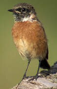 European Stonechat