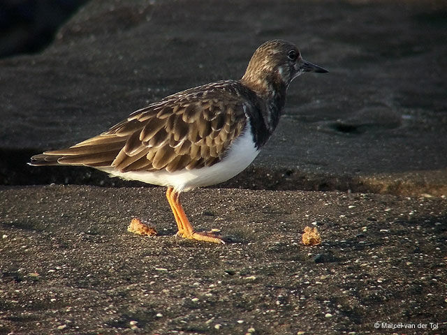 Ruddy Turnstone