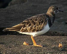 Ruddy Turnstone