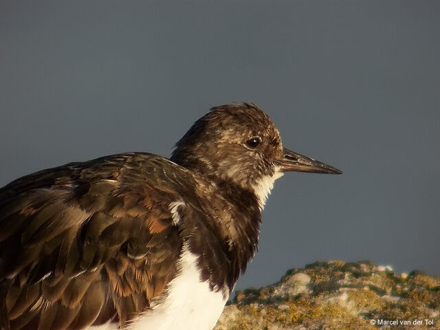 Ruddy Turnstone