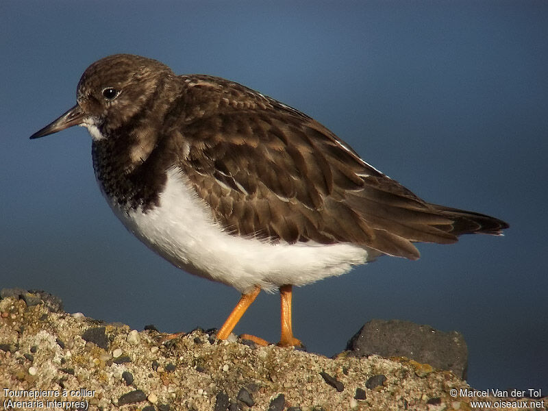 Ruddy Turnstone