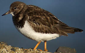 Ruddy Turnstone