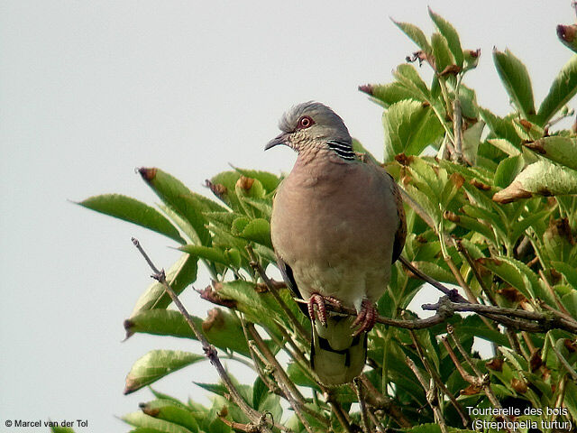 European Turtle Dove