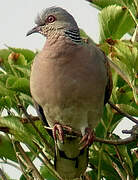 European Turtle Dove