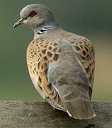 European Turtle Dove