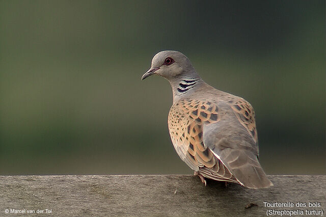 European Turtle Dove