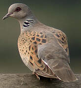 European Turtle Dove