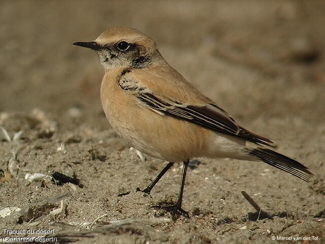 Desert Wheatear