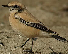 Desert Wheatear