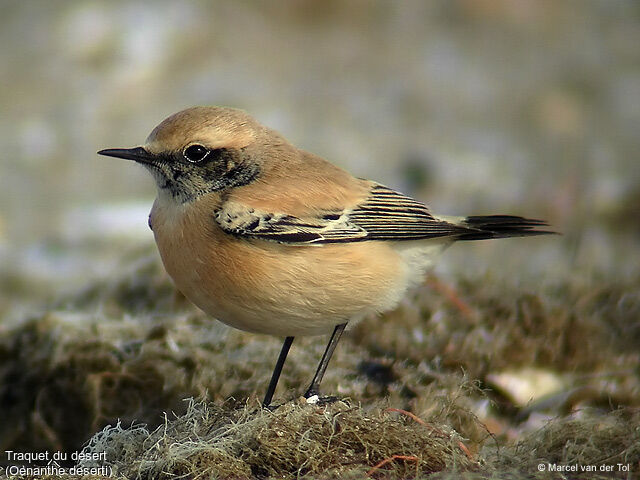 Desert Wheatear